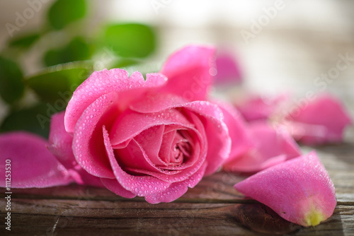 Gül Tableau sur Toile