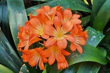 Orange Clivia Plant