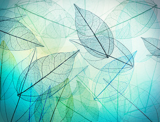 Beautiful abstract background with skeleton leaves