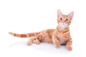 Wall Mural - Happy ginger kitten cat laying down isolated