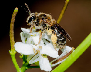 Poster - Bee On A Flower