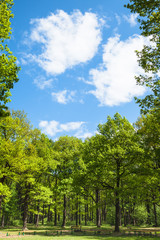 Wall Mural - blue sky, green oak trees around clearing in park