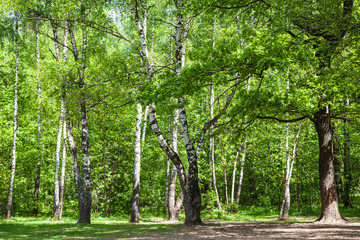 Wall Mural - clearing in green oak and birch grove in sunny day