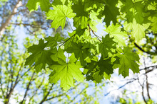 Maple Tree Twig With Green Leaves And Blue Sky