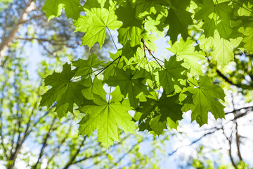 maple tree twig with green leaves and blue sky
