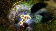 The Chickadee Has Tried Many Times To Feed Babies With A Big Piece Of Food. Finally, One Of The Baby Has A Wider Throat To Swallow It.