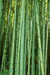 Bujny zielony bambus