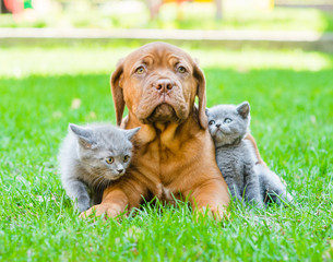 Poster - Two small kittens sitting on green grass with Bordeaux puppy dog