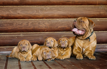 Family Bordeaux mastiff sitting together