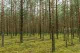 Fototapeta Na ścianę - Many trees in forest