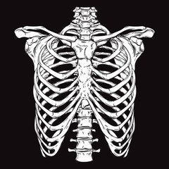 Wall Mural - Hand drawn line art anatomically correct human ribcage. White over black background vector illustration. Print design for t-shirt or halloween costume