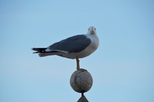 Proudly Portuguese Seagull
