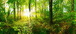 Wald Panorama mit goldenem Sonnenschein