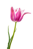Fototapeta Tulipany - tulips flowers isolated