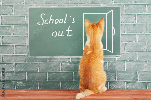 Fényképezés Funny school holiday concept with scientist cat