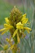 Gelbe Blüten der Junkerlilie - Asphodeline lutea - blühen im Frühling auf - makro 