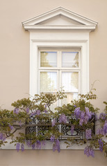  Draping Wisteria. Beautiful elegant wisteria drapes across the wrought iron balcony of an equally elegant window.