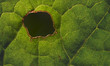 macro leaf with a hole