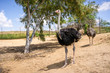 Ostriches on the ostrich farm in Israel