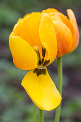 Wall Mural - Yellow tulip fades