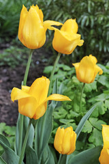 Wall Mural - Yellow tulips with raindrops