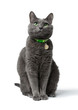a beautiful gray cat with green eyes sitting isolated on white background, he looks into the camera, neck green collar with medal