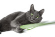 gray cat breed Russian Blue lies on a white background, isolated, in his gray eyes, he plays to the camera with a green ribbon, holding it in his paws