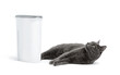 gray cat lying isolated on white background about the plastic container and waiting for food