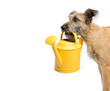 hilarious shaggy dog keeps in his mouth a yellow watering can for watering mouth