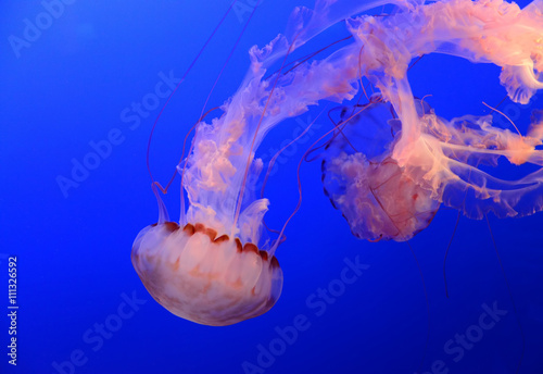 Fototapeta na szkło Meduza Meduza