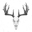 deer skull on white