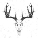 Fototapeta  - deer skull on white