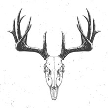Deer Skull On White