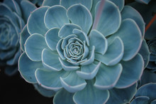 Round Blue Succulent Cactus With A Droplet Of Water In The Middle 