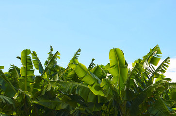 Canarian Banana plantation in Tenerife, Canary Islands,Spain.