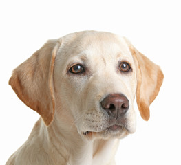 Canvas Print - Cute Labrador dog isolated on white