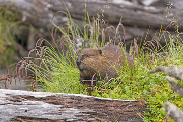 introduced north american beaver in tierra del fuego