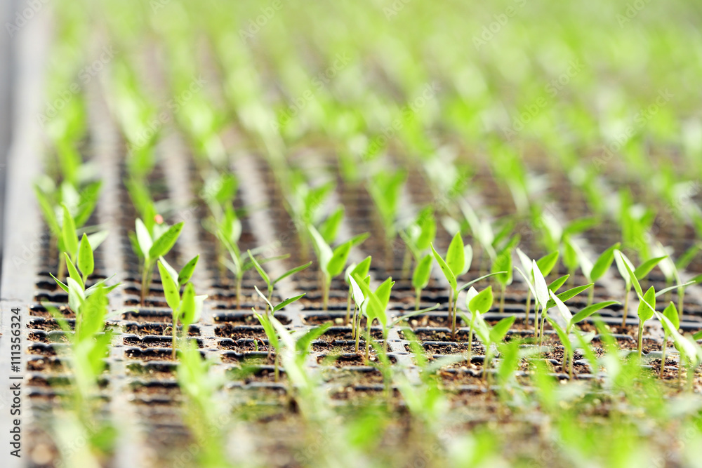 Young seedlings in a black tray