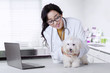 Veterinarian checks the fur of maltese dog