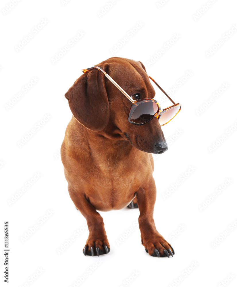 Dachshund sunglasses Clearance