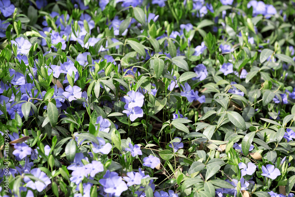 Beautiful spring blossoming periwinkle
