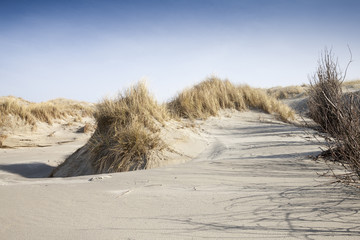 Wall Mural - Dünenlandschaft, Norderney, Ostfriesland, Niedersachsen, Deutschland