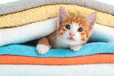 Fototapeta Koty - Kitten lying on towels