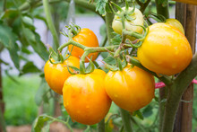 Tomatoe. Raw Tomatoes Or Ripening Tomato Queen, Grape Or Cherry