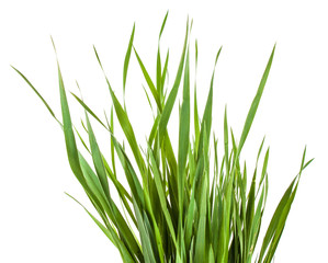 Green grass isolated on white background