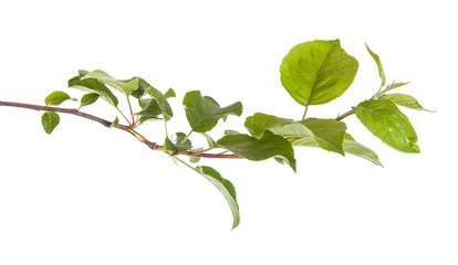 apple-tree branch with green leaves. isolated on white backgroun