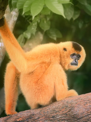 Wall Mural - Yellow-cheeked gibbon female, Nomascus gabriellae 