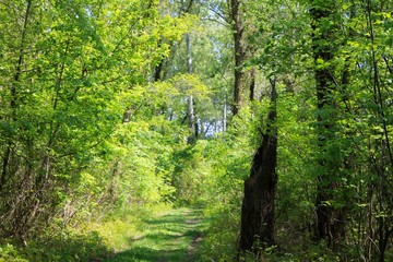 Green forest 