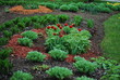 Red tulips, Sedum telephium 'Herbstfreude', Hosta sieboldiana, Heuchera on the flowerbed, sprinkler with red dyed mulch. Ornamental plants for landscaping.