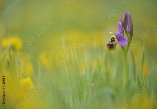 Fototapeta na szkło Orchid Orchys Tenthredinifera. Peñacorada. Leon